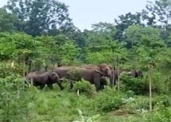 Jharkhand News: जंगली हाथियों का आतंक, घर में सो रही महिला को पटककर मार डाला-दो दिनों में 7 मौतें