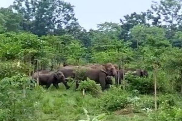 Jharkhand News: जंगली हाथियों का आतंक, घर में सो रही महिला को पटककर मार डाला-दो दिनों में 7 मौतें