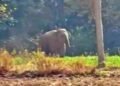 Ranchi News: रातू के चितरकोटा में जंगली हाथी घुसने से हड़कंप, वन विभाग अलर्ट