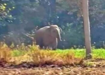 Ranchi News: रातू के चितरकोटा में जंगली हाथी घुसने से हड़कंप, वन विभाग अलर्ट