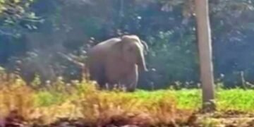 Ranchi News: रातू के चितरकोटा में जंगली हाथी घुसने से हड़कंप, वन विभाग अलर्ट