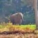 Ranchi News: रातू के चितरकोटा में जंगली हाथी घुसने से हड़कंप, वन विभाग अलर्ट