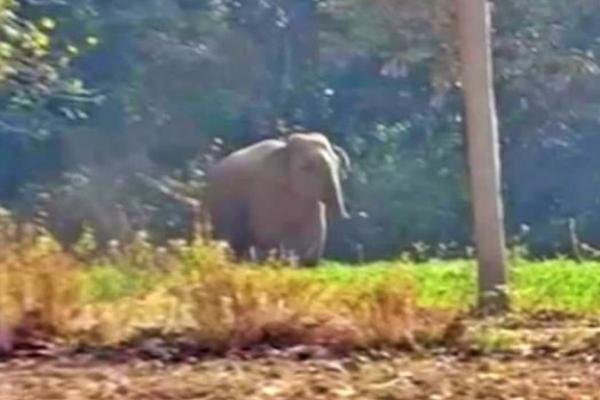 Ranchi News: रातू के चितरकोटा में जंगली हाथी घुसने से हड़कंप, वन विभाग अलर्ट