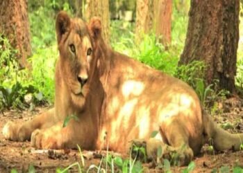 Birsa Biological Park's lioness Priyanka is no more