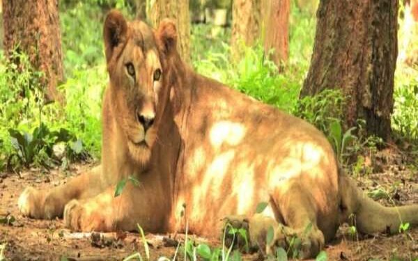 Birsa Biological Park's lioness Priyanka is no more