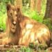 Birsa Biological Park's lioness Priyanka is no more