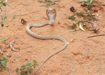 Dangerous white cobra suddenly seen in Narayanpur, forest department saved its life like this!