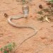 Dangerous white cobra suddenly seen in Narayanpur, forest department saved its life like this!