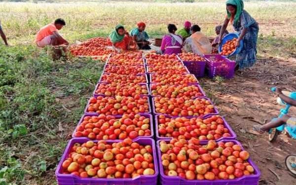 Johar project is a big success in Jharkhand rural development, 2.25 lakh families in 17 districts benefited