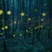 fireflies endangered