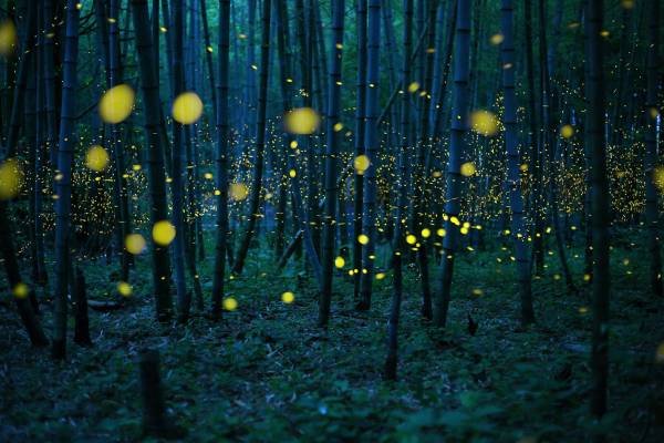 fireflies endangered