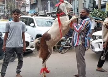 बकरीद को लेकर रांची में सजा बकरा बाजार, लड्डू और शेरू बने आकर्षण का केंद्र