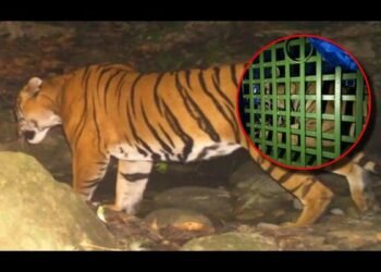 Jharkhand: जानिए कैसे पिता की मदद से वन विभाग ने किया बाघ को रेस्क्यू!