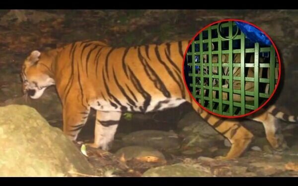 Jharkhand: जानिए कैसे पिता की मदद से वन विभाग ने किया बाघ को रेस्क्यू!