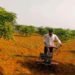 Farmer Bhim Rai turned barren land into a green treasure of mango gardening, earning millions