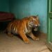 A tiger entered a house in this district of Jharkhand! Villagers saved their lives by locking the room