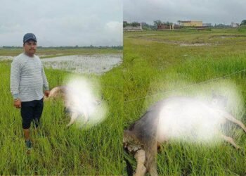 Three cows grazing in the field died due to electric shock, lives lost due to negligence of the electricity department!