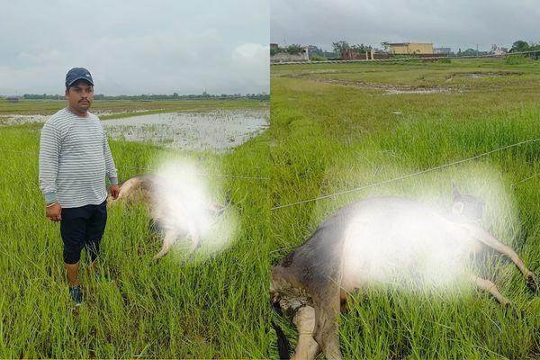 Three cows grazing in the field died due to electric shock, lives lost due to negligence of the electricity department!