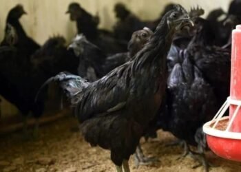 1000 रुपये किलो मुर्गा बेच रहे हैं धोनी? जानिए उनके फार्मिंग बिजनेस की पूरी कहानी