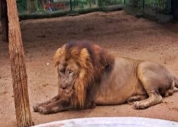 भगवान बिरसा जैविक उद्यान में शेर 'शशांक' की मौत, पेट में कैंसर होने के थे लक्षण
