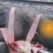Chakulia Rail Accident: Three elephants died tragically after being hit by a train near Jhargram