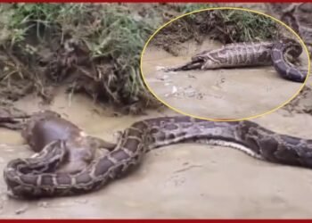 भूख में निगली बकरी, दर्द में उगली