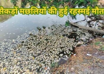 बिहार के एक नामी तालाब में एक साथ सैकड़ों मछलियों की हुई रहस्मई मौत