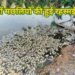 बिहार के एक नामी तालाब में एक साथ सैकड़ों मछलियों की हुई रहस्मई मौत