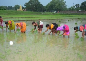 Agriculture Minister Shilpi Neha Tirkey went to the fields of Jharkhand, enjoyed planting paddy with women