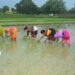 Agriculture Minister Shilpi Neha Tirkey went to the fields of Jharkhand, enjoyed planting paddy with women