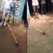 The female snake arrived to take revenge!" In Etah, a female snake was seen in a house 15 days after the death of the male snake, it kept hissing for 24 hours - there was a stir in the village!