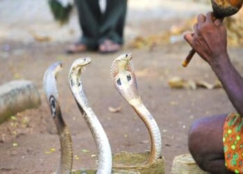 क्या सच में बीन की धुन पर नाचते हैं सांप? जानिए इस रहस्य के पीछे की सच्चाई