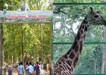 रांची के जू में बड़ा झटका! मादा जिराफ ‘मिष्टी’ की मौत ने खड़े किए कई सवाल