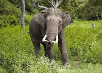 Jharkhand's elephant menace CM Hemant Soren issues strict instructions