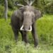 Jharkhand's elephant menace CM Hemant Soren issues strict instructions