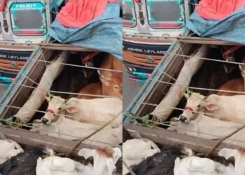 मैथन टोल प्लाजा के समीप बजरंग दल व विहिप कार्यकर्ताओं ने पकड़ा गोवंश से लदा ट्रक, पुलिस ने किया जब्त