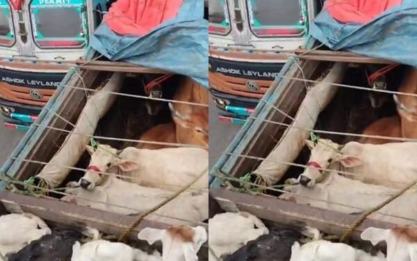 मैथन टोल प्लाजा के समीप बजरंग दल व विहिप कार्यकर्ताओं ने पकड़ा गोवंश से लदा ट्रक, पुलिस ने किया जब्त