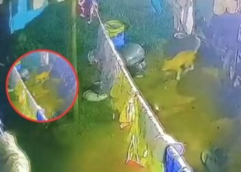 क्या सच में रांची के कटहल मोड़ में दिखा बाघ? जानिए पूरा मामला