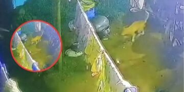 क्या सच में रांची के कटहल मोड़ में दिखा बाघ? जानिए पूरा मामला