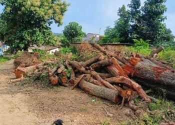 Terror of land mafia in Chainpur: Illegal occupation of government land and cutting of green trees