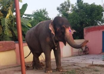Elephant 'Jaymati' worth Rs 40 lakh recovered from Chapra, secretly dealt with for Rs 27 lakh