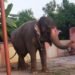 Elephant 'Jaymati' worth Rs 40 lakh recovered from Chapra, secretly dealt with for Rs 27 lakh