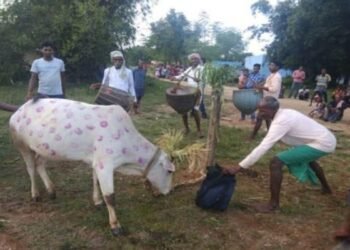 Cows, bulls and buffaloes become 'superstars' - Jharkhand's Sohrai will shock you!