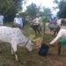 Cows, bulls and buffaloes become 'superstars' - Jharkhand's Sohrai will shock you!