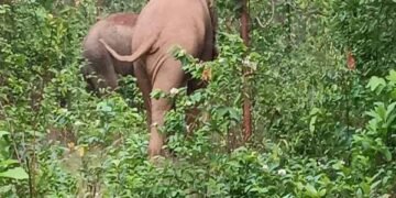 रांची में हाथी के हमले से युवक की मौत, ग्रामीणों का फूटा गुस्सा