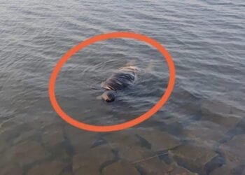 धुर्वा डैम हादसा: पुलिस टीम को मिली सफलता, चौथा शव भी बरामद