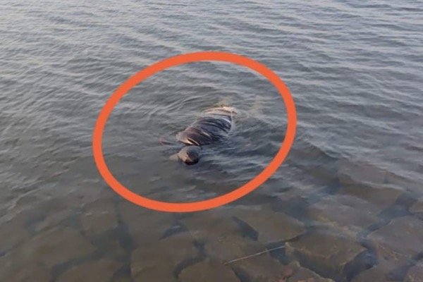 धुर्वा डैम हादसा: पुलिस टीम को मिली सफलता, चौथा शव भी बरामद