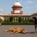 Will stray dogs and animals be removed from the streets now? The Supreme Court issued a major order, causing a stir in the states!