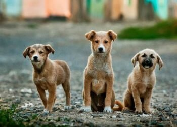 Jharkhand questions the registration of pet dogs and cats – will a mere notice improve the situation?