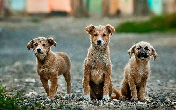 Jharkhand questions the registration of pet dogs and cats – will a mere notice improve the situation?
